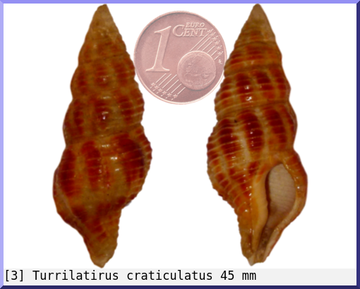 Turrilatirus craticulatus