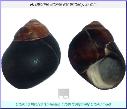 Littorina littorea : (ter Brittany)