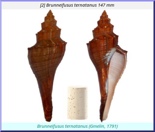 Brunneifusus ternatanus