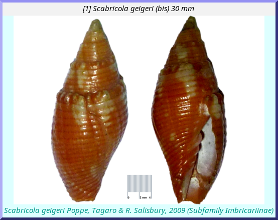 Scabricola geigeri :(bis)