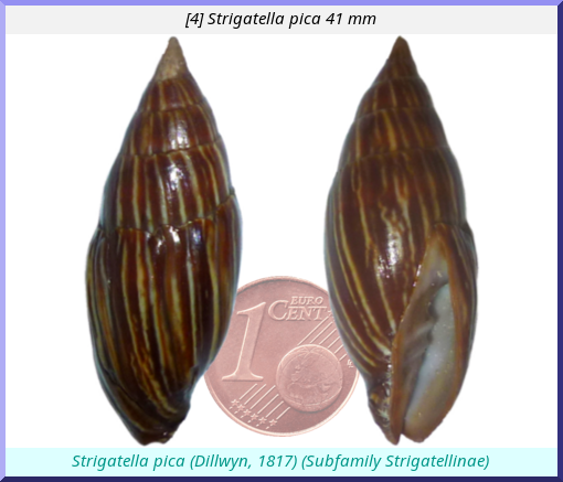 Strigatella pica