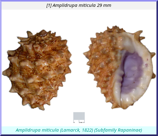 Amplidrupa miticula