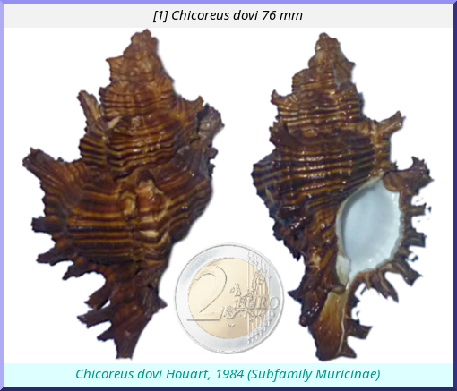 Chicoreus dovi