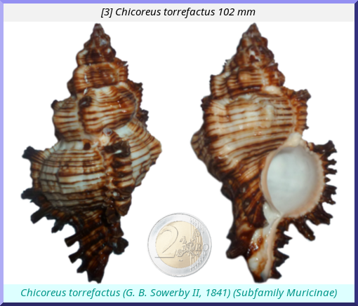 Chicoreus torrefactus