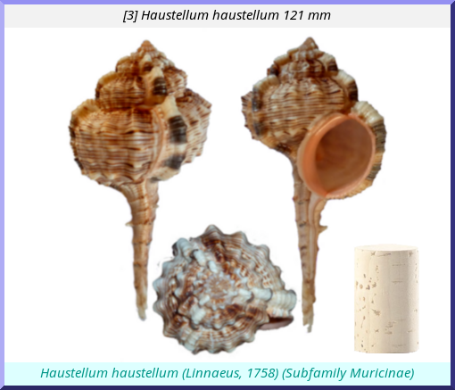 Haustellum haustellum