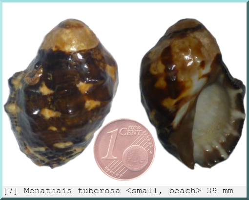 Menathais tuberosa : <small, beach>