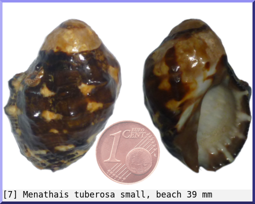 Menathais tuberosa : small, beach