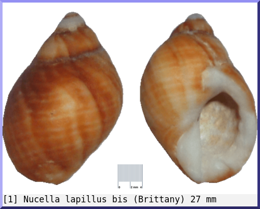 Nucella lapillus : bis (Brittany)