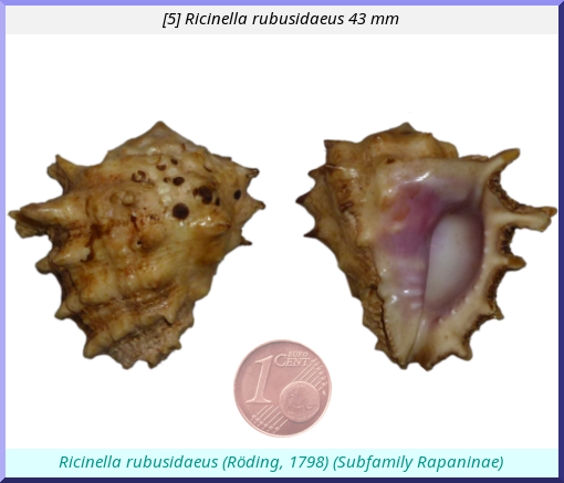 Ricinella rubusidaeus