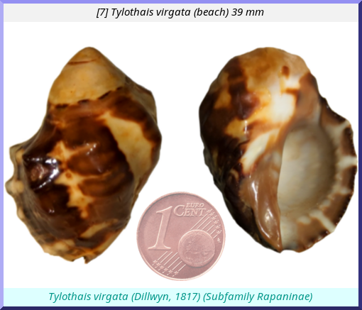 Tylothais virgata: (beach)