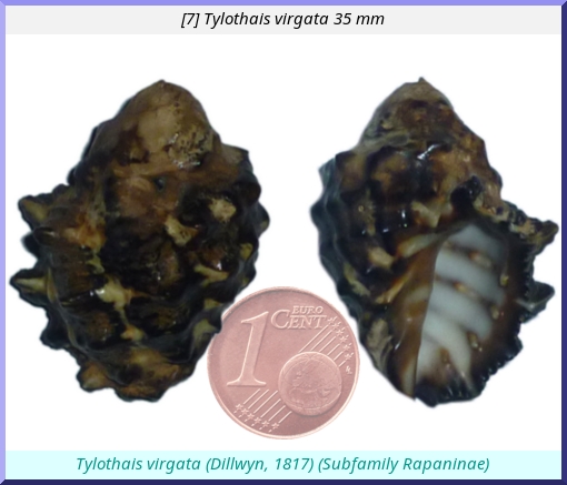 Tylothais virgata