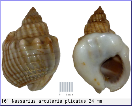 Nassarius arcularia plicatus