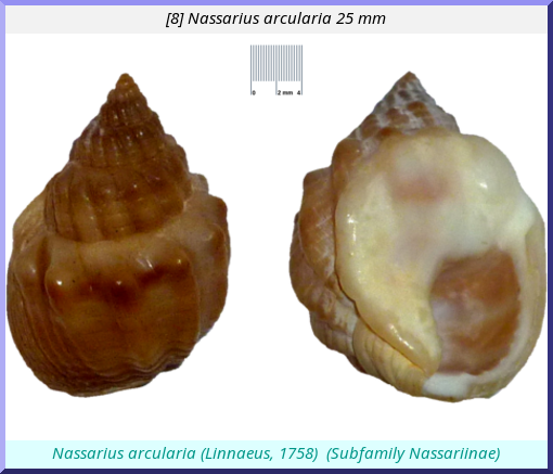 Nassarius arcularia