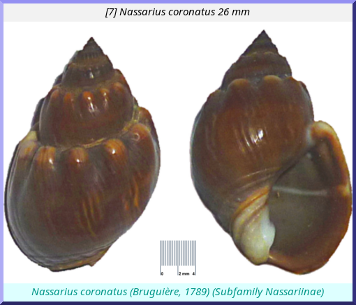 Nassarius coronatus