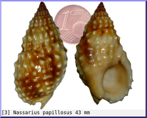 Nassarius papillosus