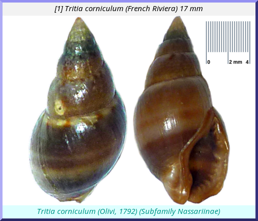 Tritia corniculum : (French Riviera)