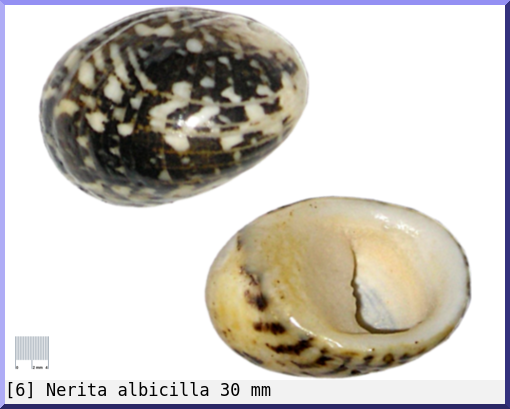 Nerita albicilla