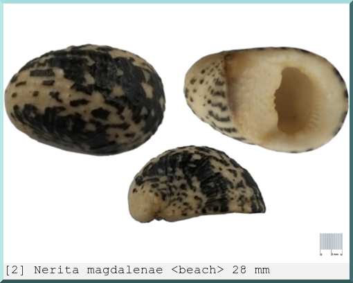 Nerita magdalenae : <beach>