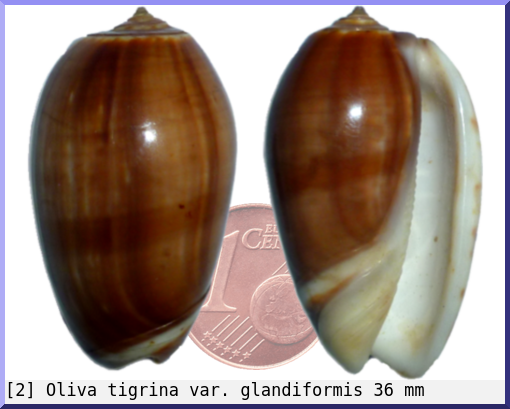 Oliva tigrina : var. glandiformis
