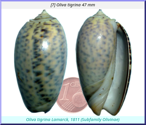 Oliva tigrina