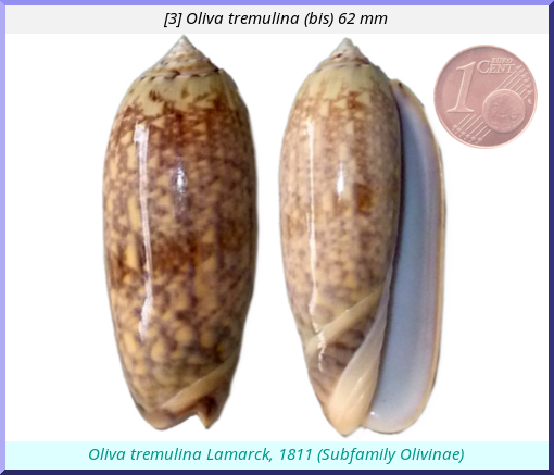 Oliva tremulina : (bis)