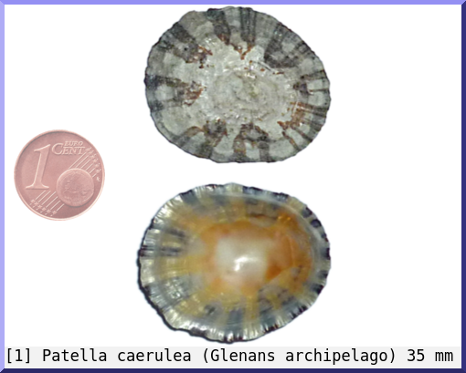 Patella caerulea : (Glenans archipelago)