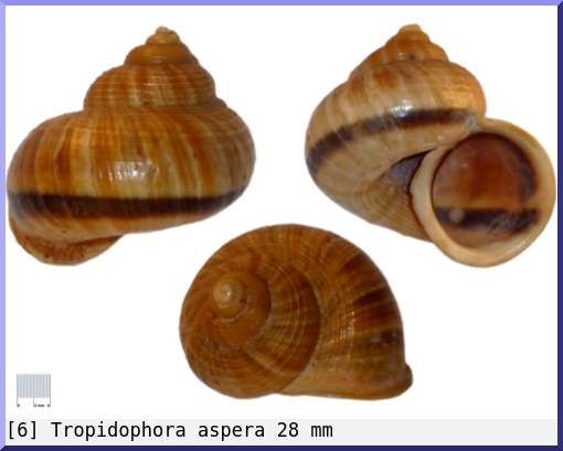 Tropidophora aspera