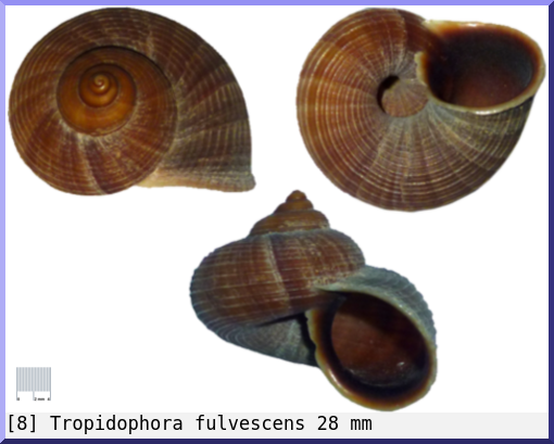 Tropidophora fulvescens