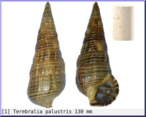 Terebralia palustris