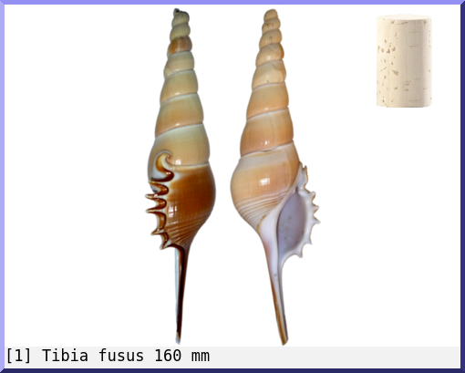 Tibia fusus