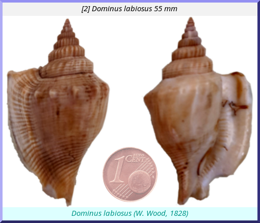 Dominus labiosus