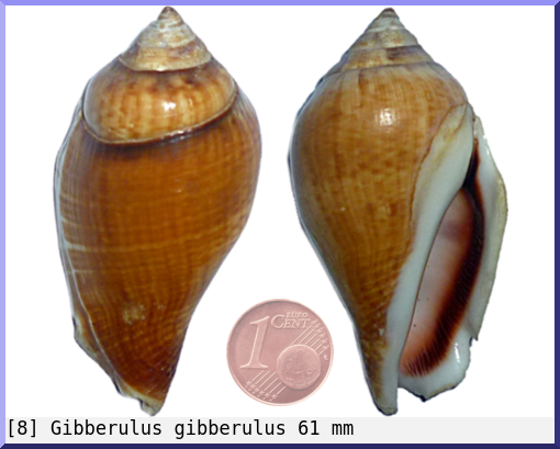 Gibberulus gibberulus