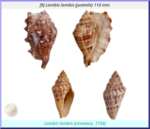 Lambis lambis: (juvenile)