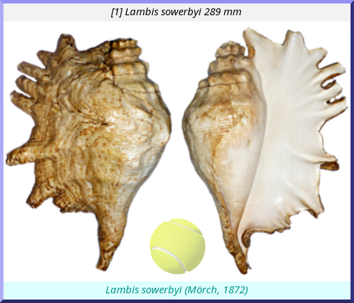 Lambis sowerbyi