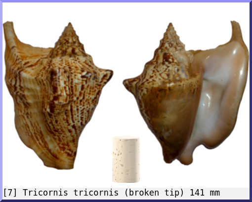 Tricornis tricornis : (broken tip)