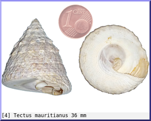 Tectus mauritianus