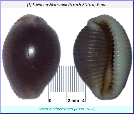 Trivia mediterranea : (French Riviera)