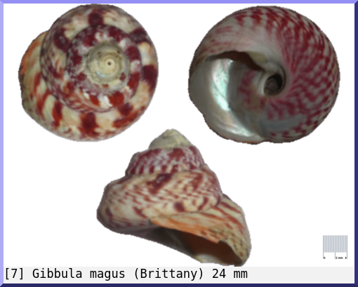Gibbula magus : (Brittany)