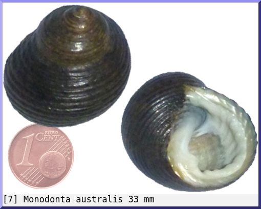 Monodonta australis