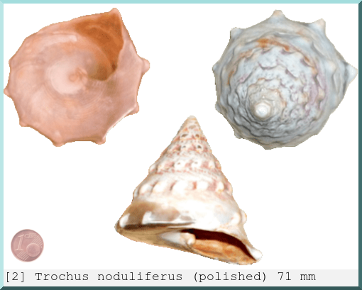 Trochus noduliferus: (polished)