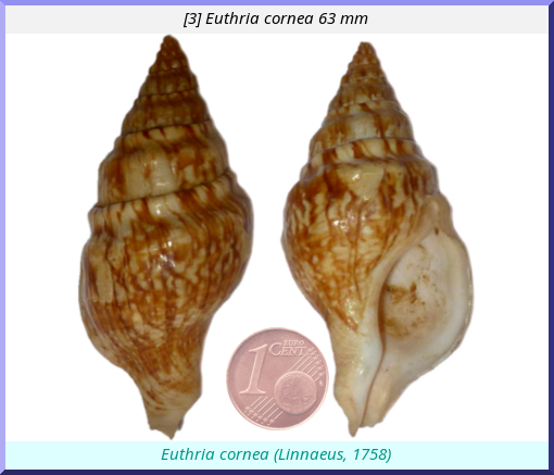 Euthria cornea