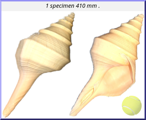 Syrinx aruana