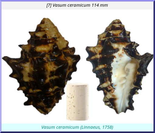 Vasum ceramicum