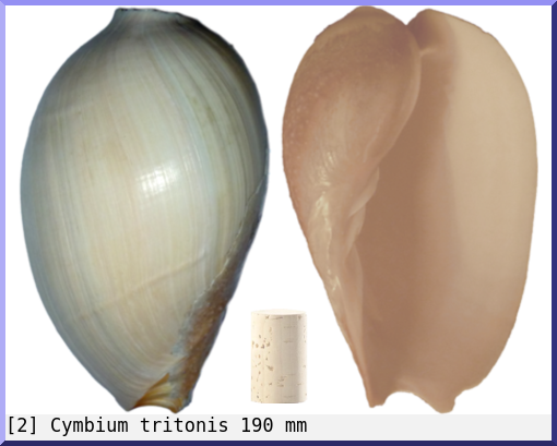 Cymbium tritonis