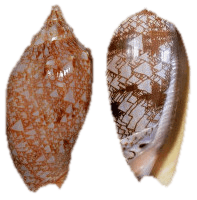 Cymbiola innexa & Oliva porphyra