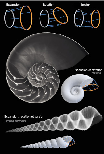 expansion, rotation et torsion