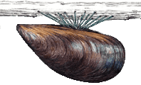 mussel hooked by its byssus