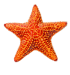 Echinodermes