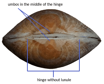 bivalve