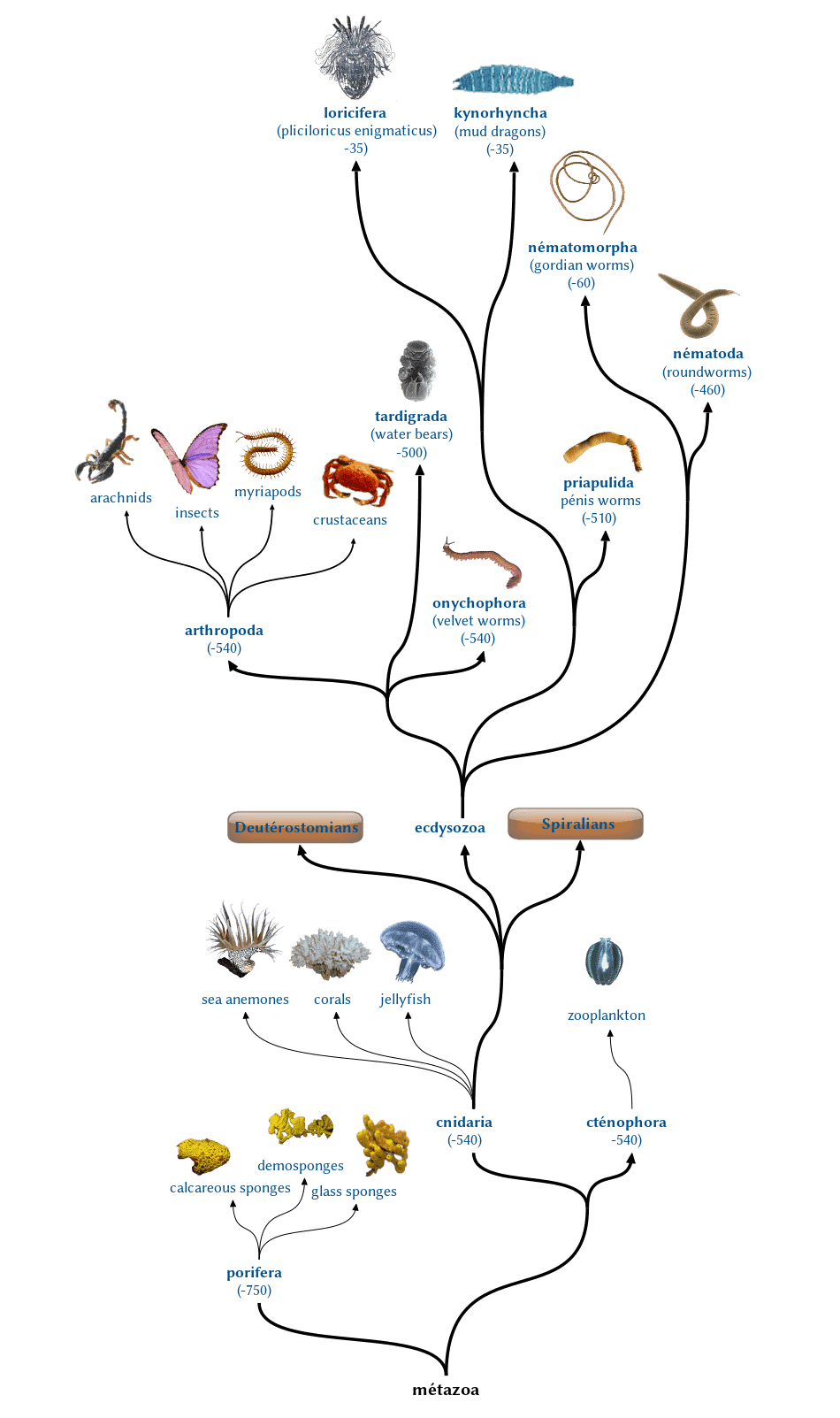 ecdysozoans